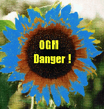 OGM danger